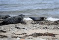 WATCH: Moray Firth seals put on a show