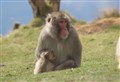 WATCH: Snow monkey Honshu is on the move again – but this time he is being escorted