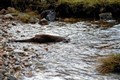 Highland release for orphaned otters