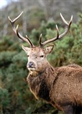 Action urged over Scottish deer numbers