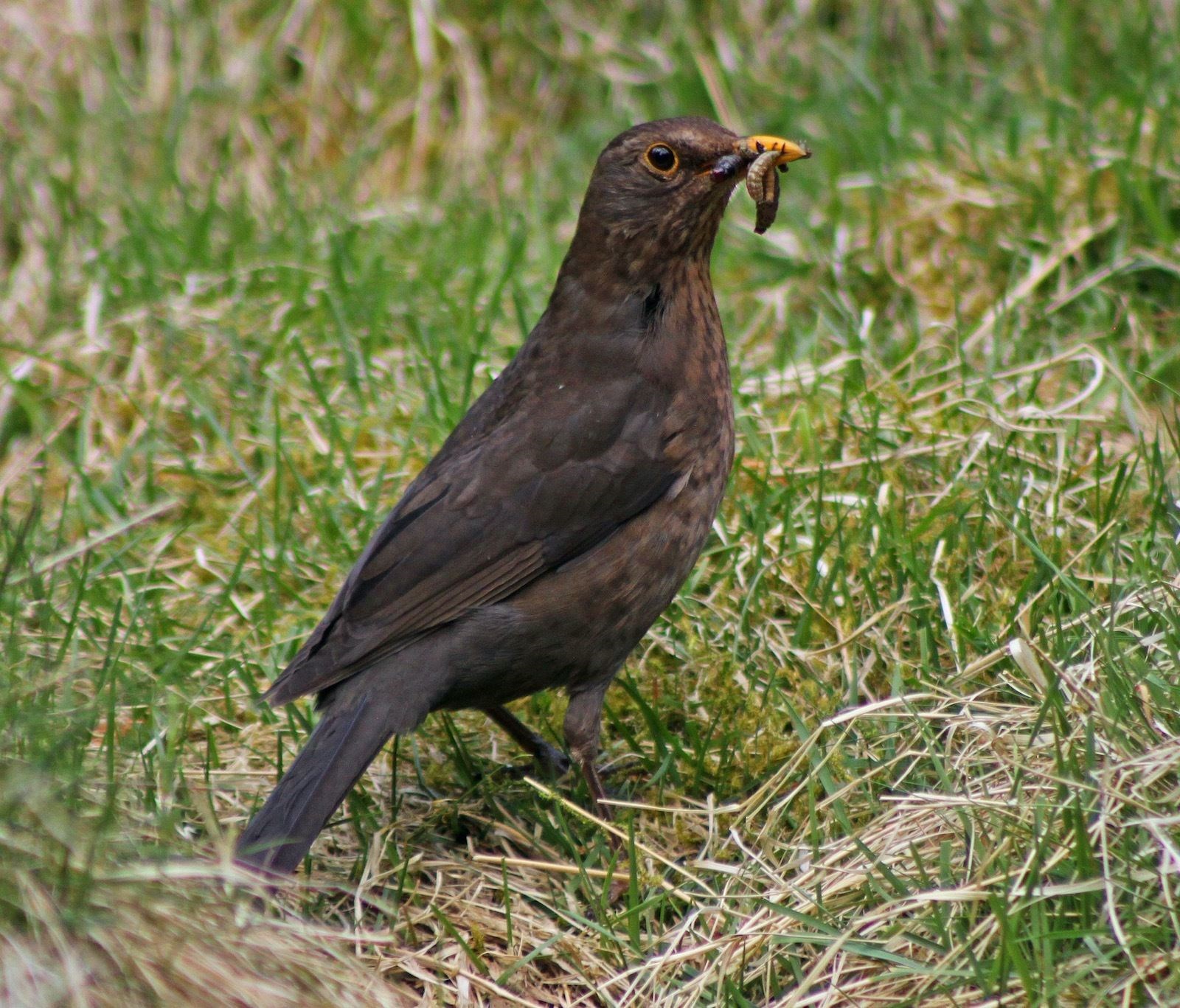 The blackbird is always at or near the top of the list of recorded farmland birds in Scotland. Picture: Marlies Nicolai