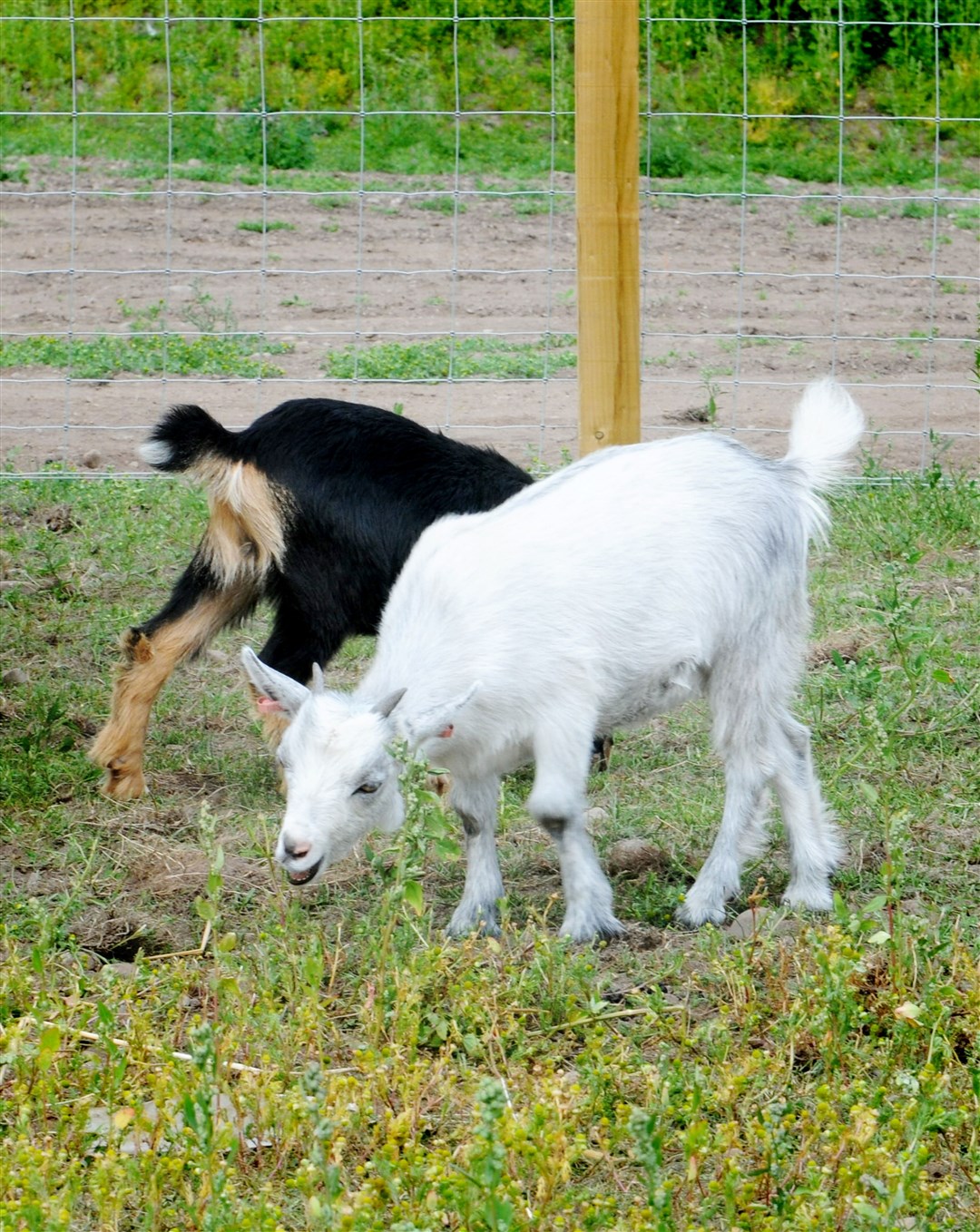Goats are among the animals visitors can meet.Picture: James Mackenzie.