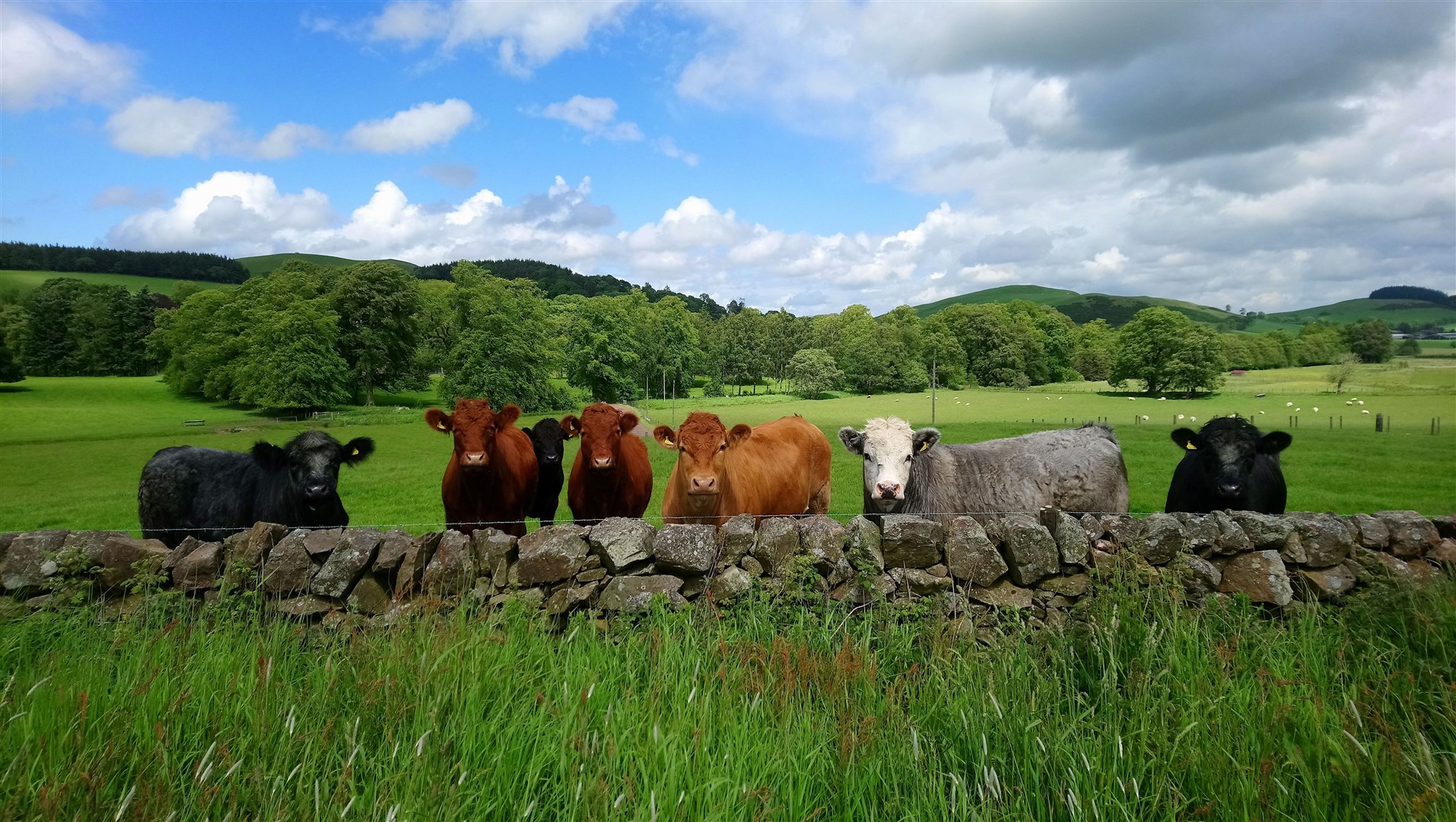 Cattle, sheep and trees make a good combination, Picture: Jayne Adamson