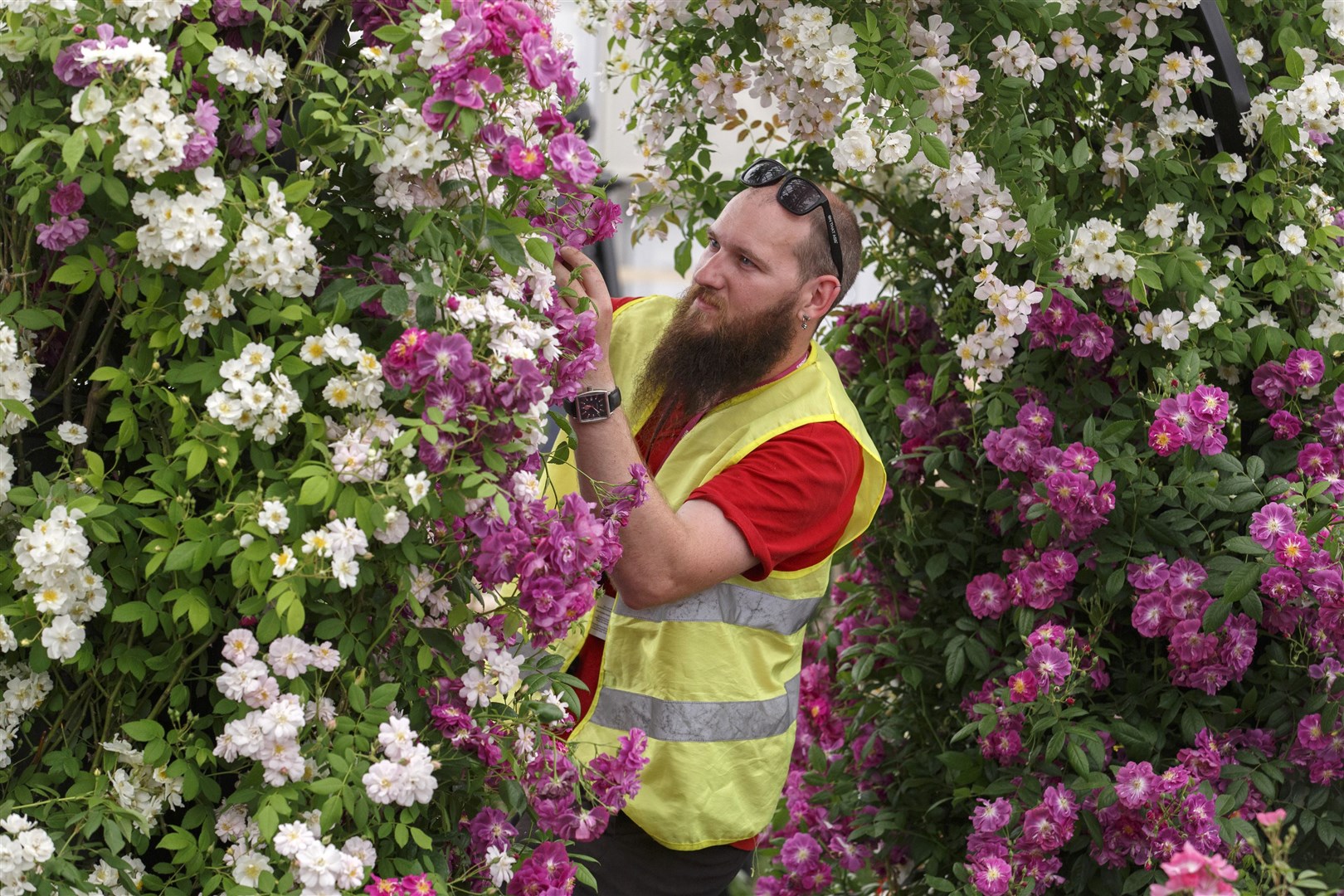 Andy Stogdon deadheads roses on the Peter Beales Roses exhibition stand (Luke MacGregor/RHS/PA)