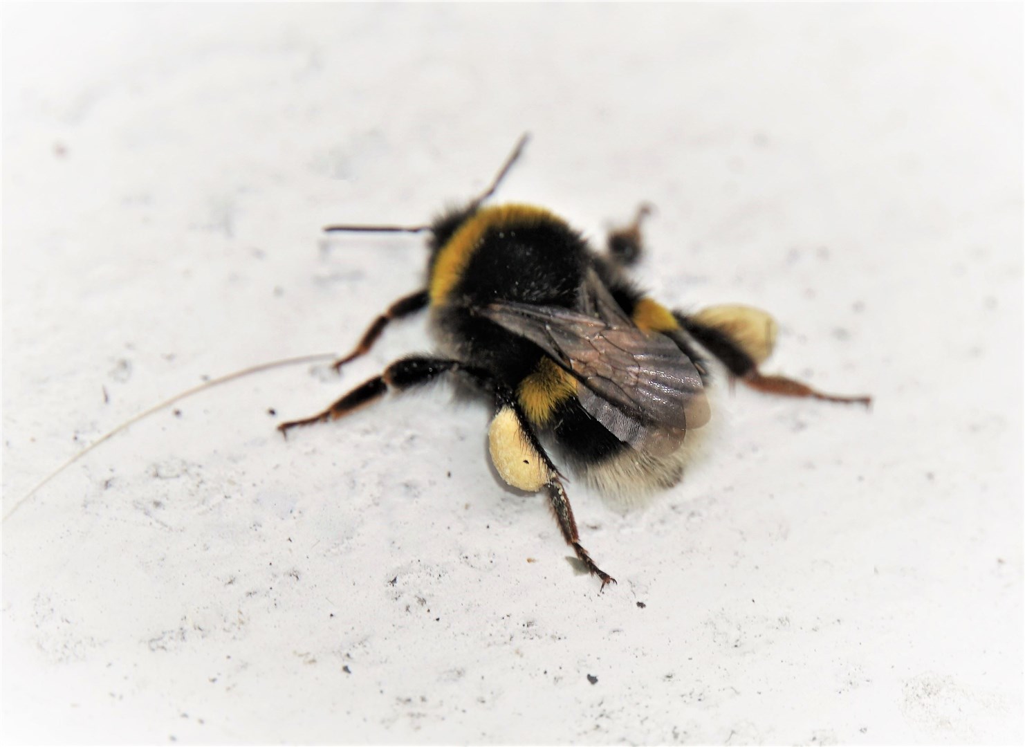 A busy bee laden with pollen takes a rest but can be helped with a simple sugar solution.