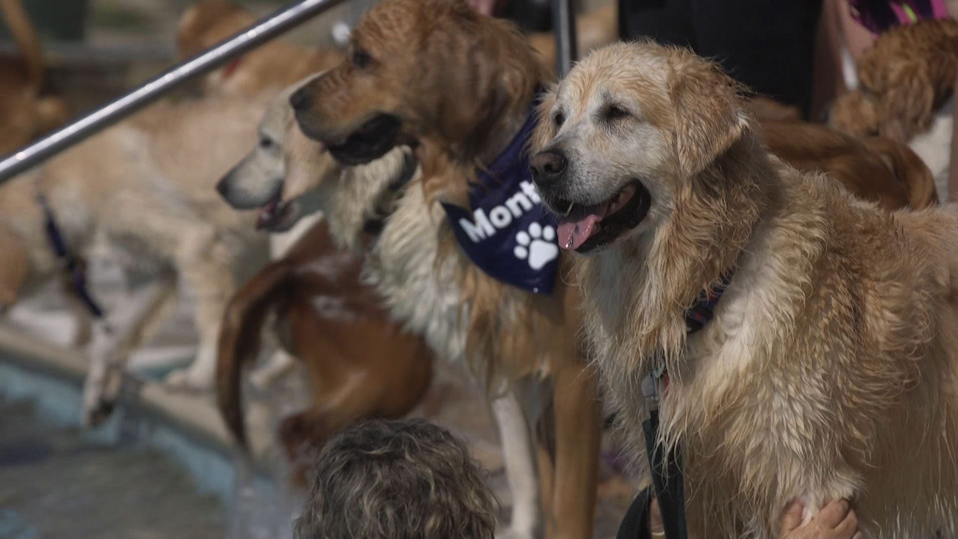 The morning ‘Gold Rush’ session filled with golden retrievers (Michael Clarke/PA)