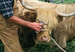 A Highland cow gets its fringe combed. Photo: Max Milligan.