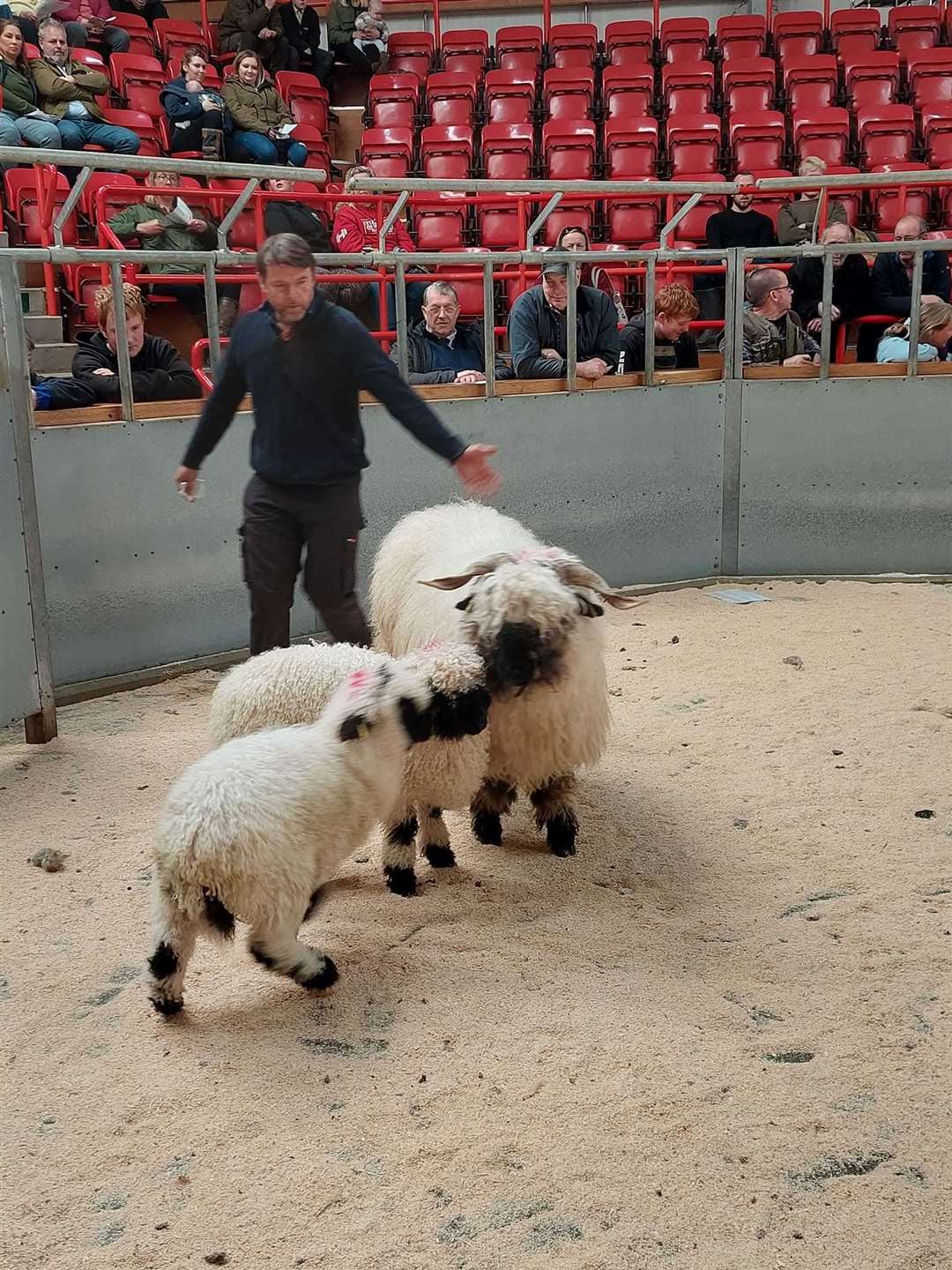 There was a good turnout for the sale, the mart said. Picture: Dingwall and Highland Marts.