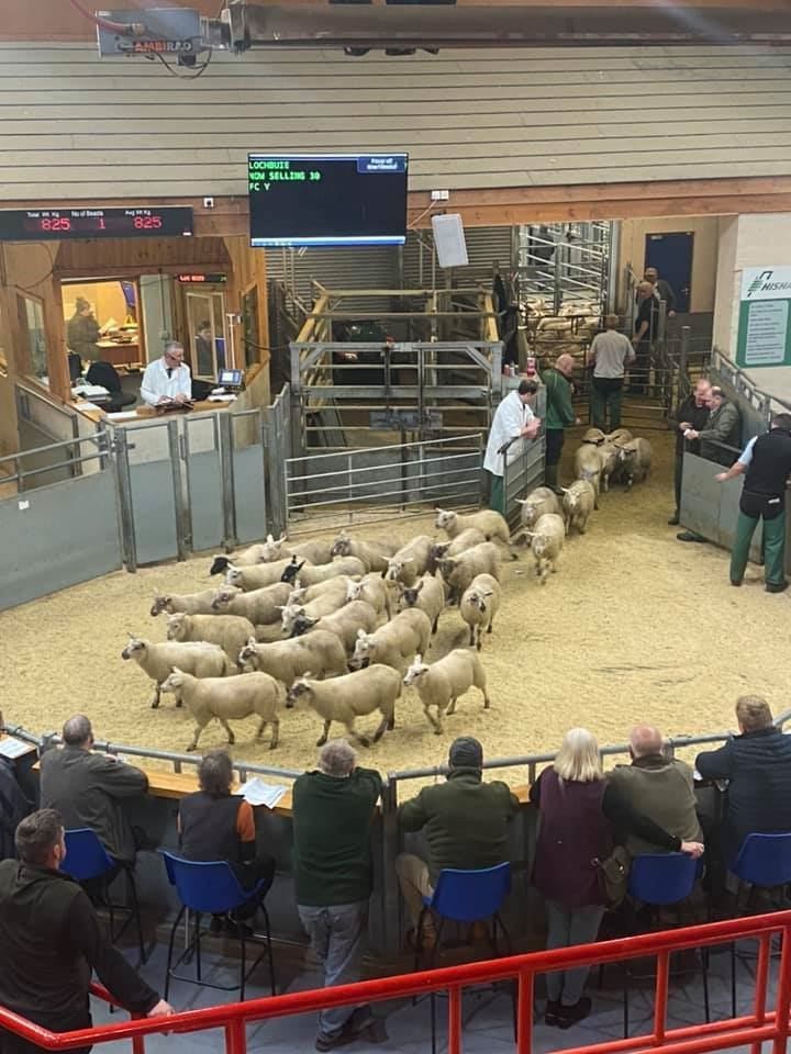 The mart said there had been 'fierce enquiry' for some of the more popular lots. Picture: Dingwall and Highland Marts