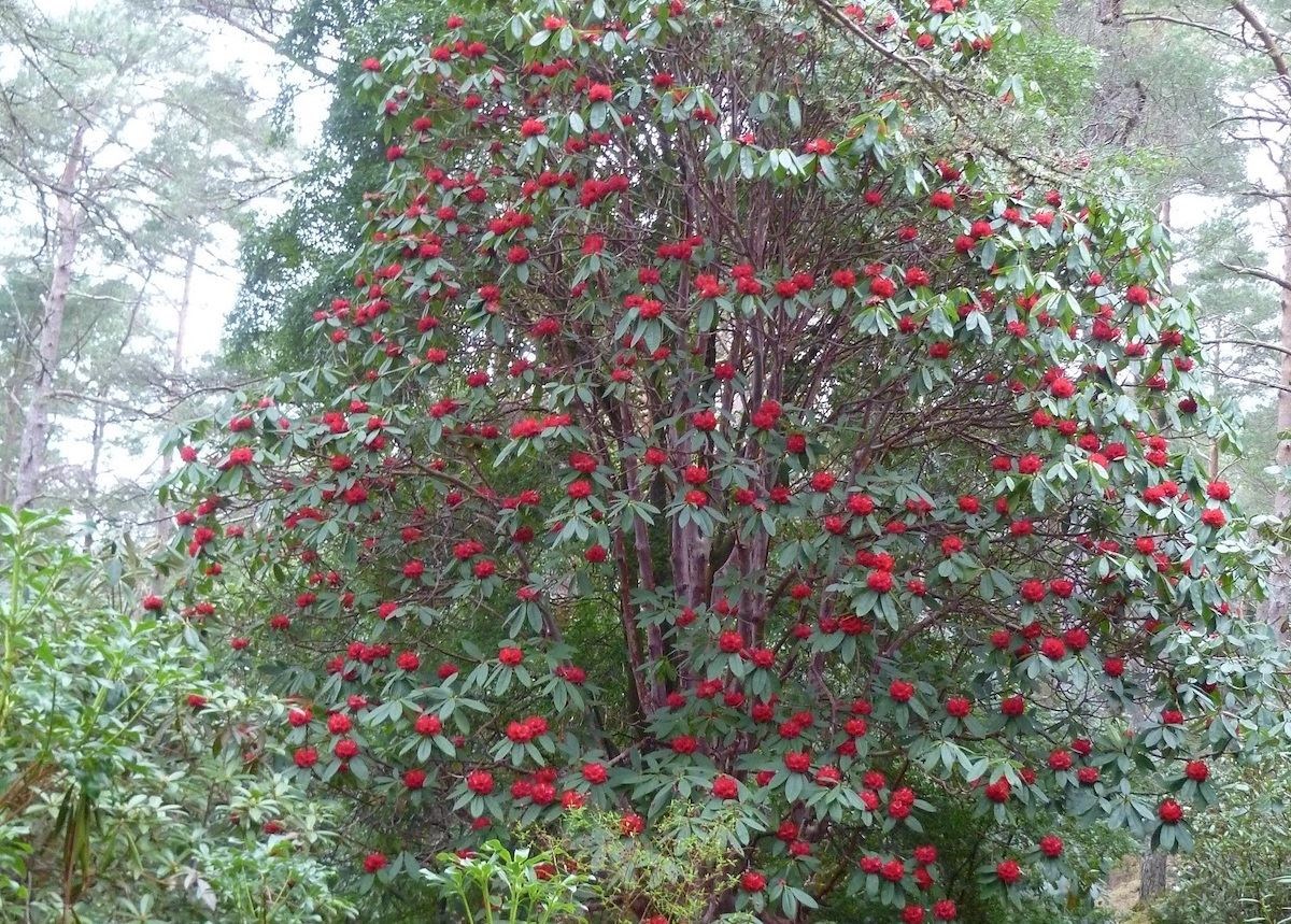 Rhododendrons can be seen in several parts of Ross-shire as part of the festival.