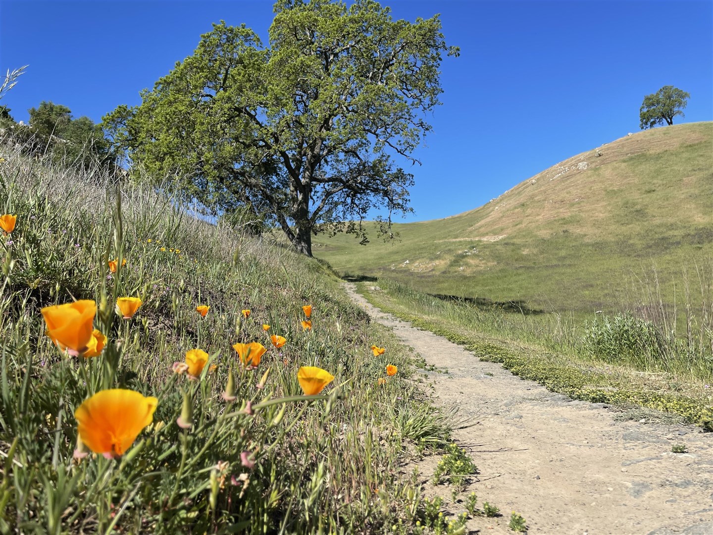 California poppies on the Sierra Vista Open Space Preserve near San Jose.