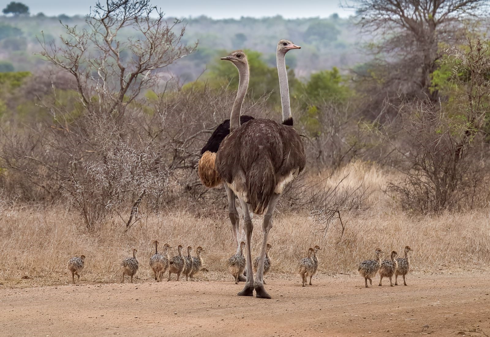 Jim Biscoe, Ostrich Family Outing.