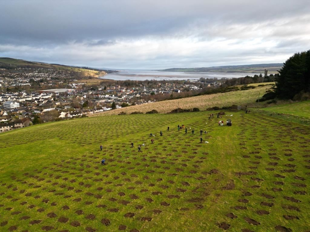 Thousands of trees were planted last year as part of the Dingwall Community Woodland project.
