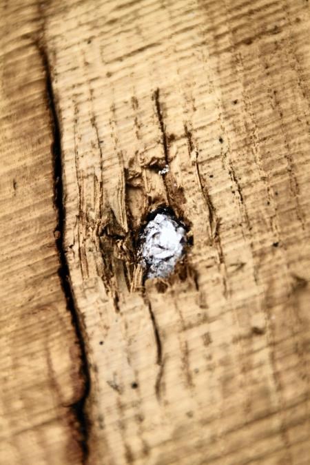 The musket ball had lain in the oak tree since the early 1800s. Pictures: Woodland Trust Scotland