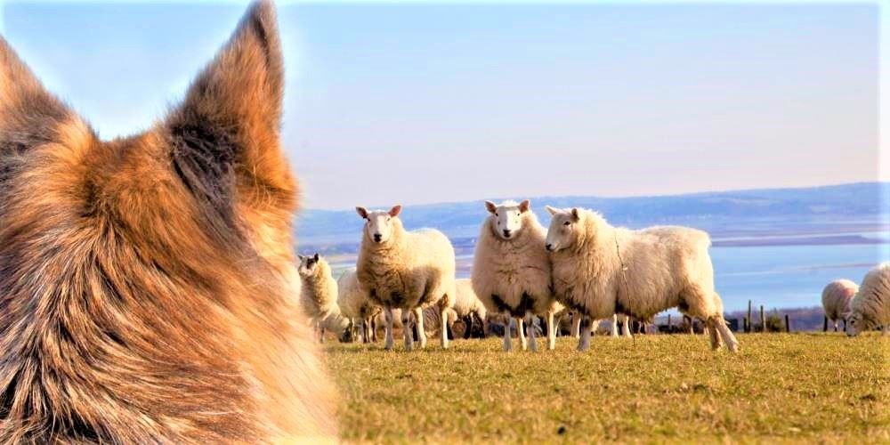 National Sheep Association highlights sheep worrying.