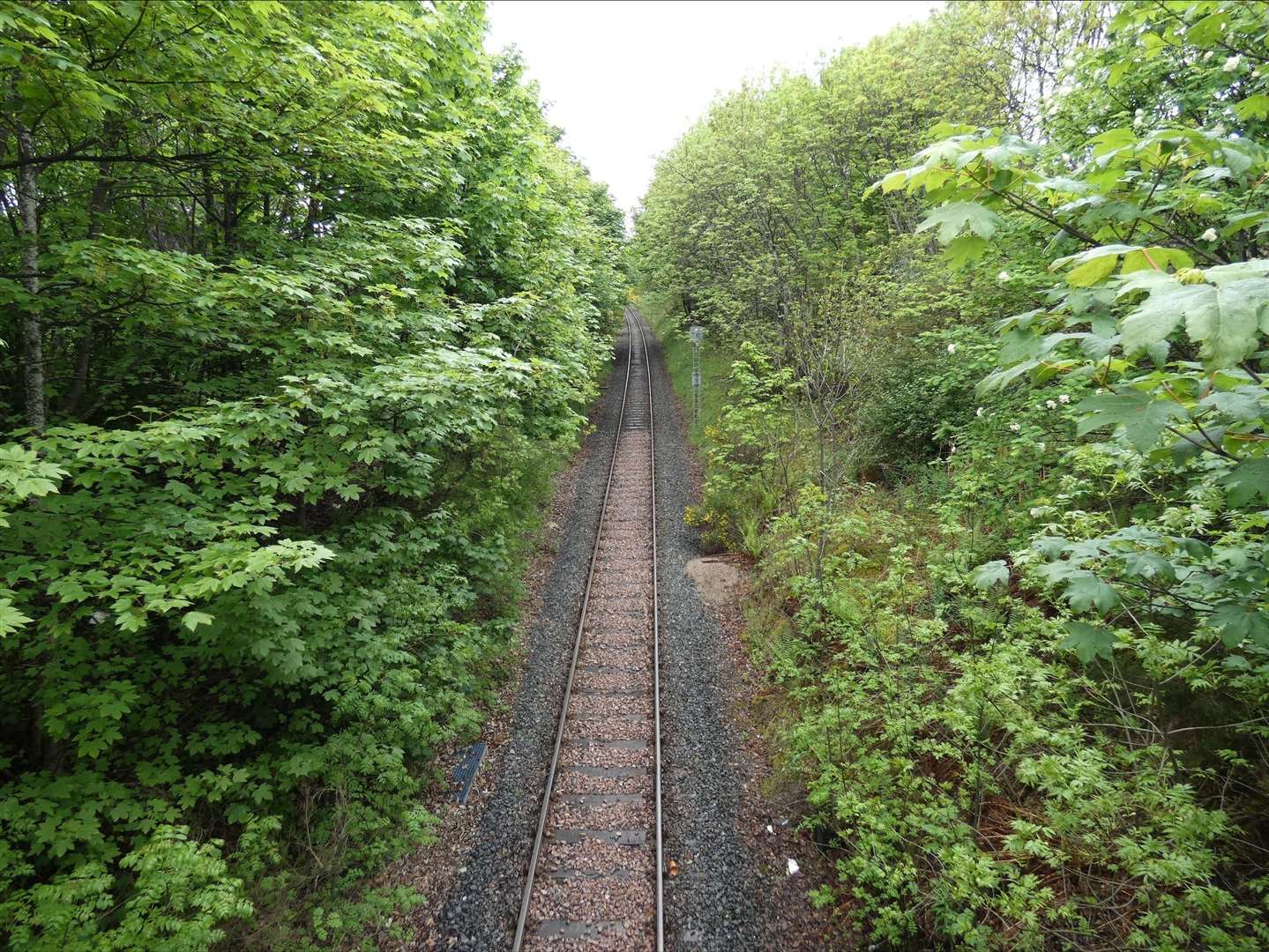 Network Rail will shortly begin overnight tree and vegetation management on the line between Evanton and Invergordon in the Scottish Highlands.