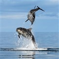 Charlie puts Moray Firth dolphins in focus