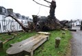 Ancient tree – believed to be Europe's oldest elm – falls down in Beauly 