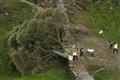 Hopes the Sycamore Gap tree will live on as cuttings show signs of viability