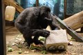Oldest gorilla in UK celebrates her 60th birthday