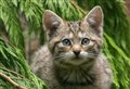 Highland Wildlife Park owner celebrates record wildcat breeding year