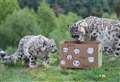 WATCH: Snow leopard cubs' birthday party at Highland Wildlife Park 