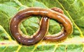 Worms cause headache for Ross school project