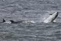 Moray Firth dolphins help rescue missing swimmer off Ireland
