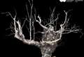 3-D image shows ancient Beauly elm as it succumbs to disease