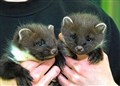 Happy ending for orphaned pine martens tale