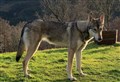 Wolfdog missing in Ardgay area of Sutherland