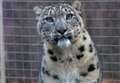 WATCH: Highland Wildlife Park welcomes new male snow leopard