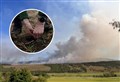 WATCH: Wildfire-ravaged nature reserve’s wildlife recovery ‘has begun’