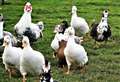 Highland poultry keepers are being urged to remain vigilant around avian flu