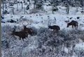 WATCH: Wester Ross deer enjoy icy blast amidst snow chaos