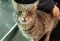 Jake the cat reunited with owners after more than a year 