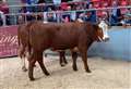 How did Kintail Zeus fare at Luing cattle sale in Dingwall?