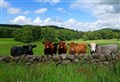 Integrated Trees Network seeks out new host farmers and crofters