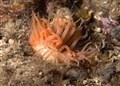 Survey finds rich marine life in West Ross