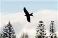 Ross red kite poisonings case closed, say police