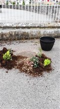 Dingwall plant vandal strikes again