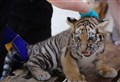 PICTURES: We are family – first glimpse of tiger cubs born at Highland Wildlife Park
