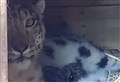 WATCH: Snow leopard cubs born at Highland Wildlife Park as 'fantastic year for births' continues