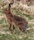 SNH leads call for halt on major hare culls