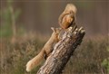 Return of the reds in Ross-shire set to come under squirrel probe spotlight 