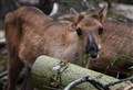 Cute forest reindeer calves named at wildlife park