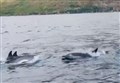 WATCH: Dolphins give Ullapool Sea Savers unexpected treat 
