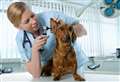 Alison Laurie-Chalmers: Might a career in veterinary nursing be right for you?