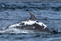 Moray Firth dolphin surprises experts after being spotted off south-west Ireland