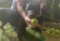 Tennis ball donation is just ace for dogs at Ross-shire rescue centre